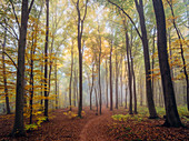 Herbstlicher Nebelwald, Pfälzer Wald, Rheinland-Pfalz, Deutschland