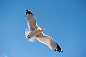 Gull flying in blue sky
