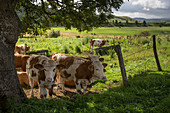 montbeliarde cow, aveyron (12), france