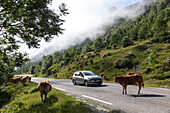 tourists in a car taking pictures of limousin cow in the middle of the road, estive, hautes-pyrenees (65), france