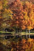 etang de la herse lake, belleme forest in the colors of autumn, (61) orne, lower normandy, france