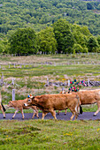 the farmer jean philippe pignol's herd of aubrac cows during the transhumance festival, col de bonnecombe pass, lozere (48), france