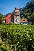facade of the rotes haus and the vineyards in the heart of the capital of liechtenstein, vaduz, principality of liechtenstein