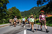 farmers of liechtenstein leading their cows back to the stables following a summer spent in the high mountain pastures, principality of liechtenstein