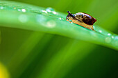 young snail climbing an iris leaf, oinville-sous-auneau, eure-et-loir (28), centre, france