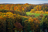 normandy cows in a clearing in autumn, aerial view, roche d'oetre, norman switzerland, calvados (14), lower normandy, france