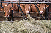 lim-angus and limousine calves, cattle and cows at jean-edouard jeauneau's farm, produce of the land, les etilleux (28), france