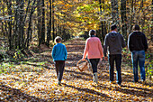 gathering mushrooms with the family, forest of bourth (27), eure, france