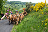 the farmer jean philippe pignol's herd of cows, aubrac cow transhumance festival, col de bonnecombe pass, lozere (48), france