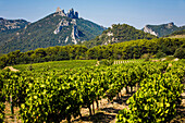 vineyards of the la riaille valley, the village of suzette and the dentelles de montmirail, vaucluse (84), paca, provence alpes cote d'azur, france