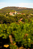 vineyards and village of vacqueyras, vaucluse (84), paca, provence alpes cote d'azur, france