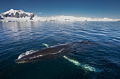 Humpback whale Megaptera novaeangliae in Gerlache Strait, Antarctic Peninsula, Antarctica