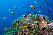 Rotmeer-Anemonenfische im Riff, Amphiprion bicinctus, Shaab Rumi, Rotes Meer, Sudan