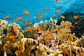 Korallenriff mit Harems-Fahnenbarschen, Pseudanthias squamipinnis, Shaab Rumi, Rotes Meer, Sudan