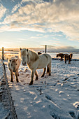 Islandpferde im Winter bei Sonnenaufgang, Ringstraße, Schnee, Wolken, Island