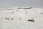 Horses in southern iceland, Icelandic horses in Winter, Golden Circle, Iceland