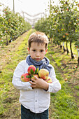 Portrait of cute boy holding apples at orchard
