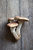 Mushrooms on wooden table