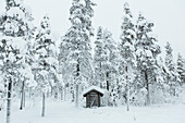 House surrounded snow covered trees