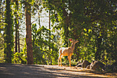 Deer eating leaves on branches in forest