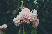 Low angle view of pink roses blooming at park