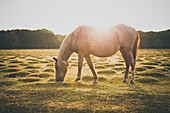 Horse grazing on field during sunny day