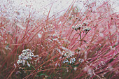 Close-up of flowers growing on field