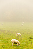 Sheep grazing on grassy field in foggy weather