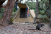 Wallaby in front of tent at national park