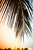 Palm leaf during sunset