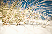 Close-up of grass growing on sand