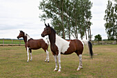 Full length of horses standing on grassy field
