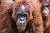 Mother and infant Bornean orangutan Pongo pygmaeus, Semenggoh Rehabilitation Center, Sarawak, Borneo, Malaysia, Southeast Asia, Asia