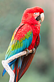 Red-and-green macaw Ara chloropterus, Buraco das Araras, Mato Grosso do Sul, Brazil, South America