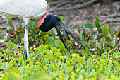 Jabiru Jabiru mycteria fishing and harassed by mosquitos, Pantanal, Mato Grosso, Brazil, South America