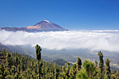View over Orotava Valley to Pico del Teide, National Park Teide, UNESCO World Heritage Site, Tenerife, Canary Islands, Spain, Europe