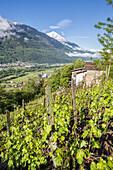 Vineyards in spring with the village of Traona in the background, Province of Sondrio, Lower Valtellina, Lombardy, Italy, Europe