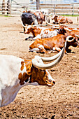 Cattle in Fort Worth Stockyards, Texas, United States of America, North America