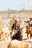 Cowboys in Fort Worth Stockyards, Texas, United States of America, North America