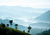 Tea Plantations near Munnar, Kerala, India, South Asia