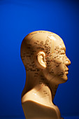 Phrenology Head on Blue Background, Profile