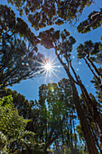 Sunshine over tree canopy in remote jungle