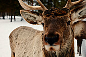 Close up of reindeer in snow