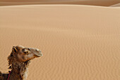 Side view of camel in Erg Chebbi, Morocco