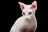 Close-up of Sphynx hairless cat looking away against black background