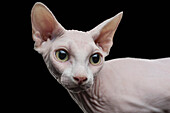 Close-up of Sphynx hairless cat looking away against black background