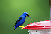 Türkisvogel an Fütterung, Männchen,  Purpurnaschvogel, Cyanerpes, caeruleus, Tobago, West Indies, Südamerika