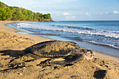 Lederschildkröte am Strand, Dermochelys coriacea, Meeresschildkröten, Trinidad, West Indies, Karibik