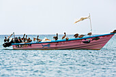 Braunpelikane rasten auf Fischerboot, Pelecanus occidentalis, Tobago, West Indies, Karibik, Südamerika