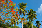 Blühender Fammenbaum, Dlonix regia, Kokospalmen am Strand, Cocos nucifera, Tobago, West Indies, Karibik